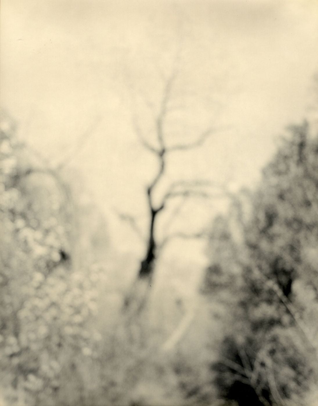 Robert Stivers: Sestina, Limited Edition (with Toned Silver Print, "The Clearing" Variant)