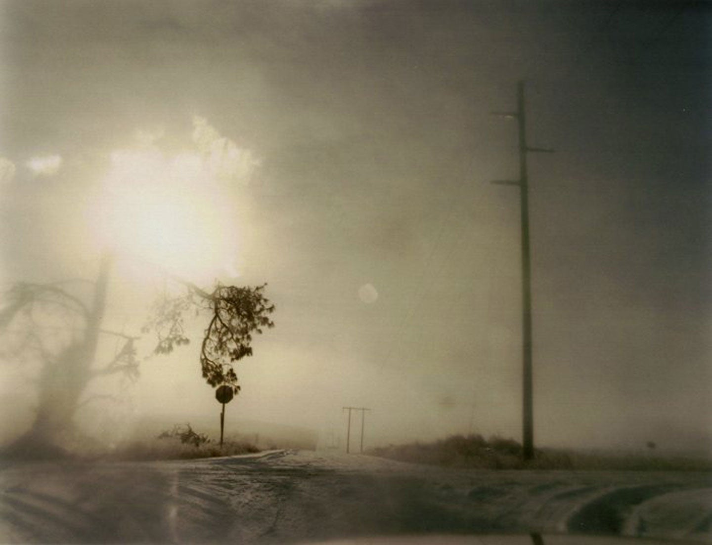 Todd Hido: Crooked Cracked Tree in Fog (One Picture Book #60), Limited Edition (with Print)