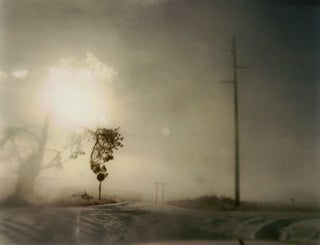 Item #106898 Todd Hido: Crooked Cracked Tree in Fog (One Picture Book #60), Limited Edition (with...