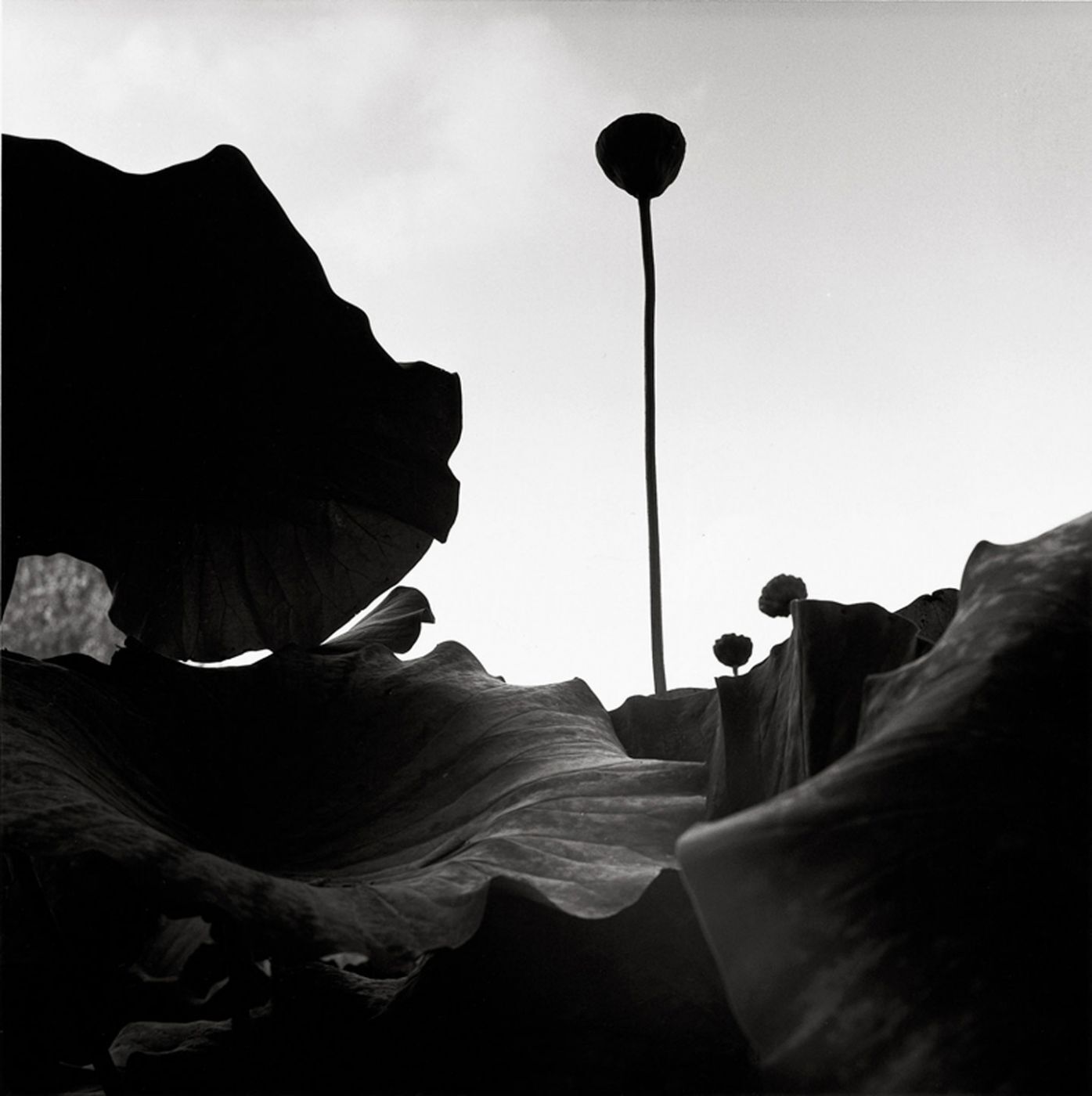 Graciela Iturbide (Museo Amparo), Special Limited Edition (with Gelatin Silver Print "Lugo, Italia, 2008")