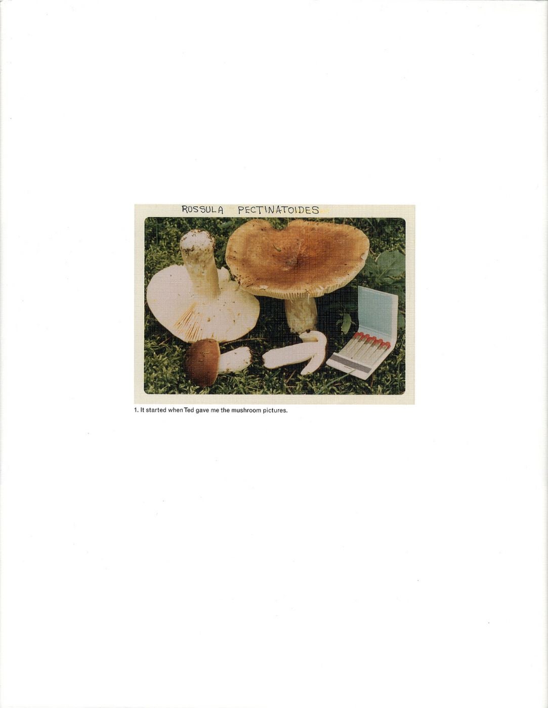 Jason Fulford: The Mushroom Collector, Limited Edition (with Print, "Folded Paper" Variant)