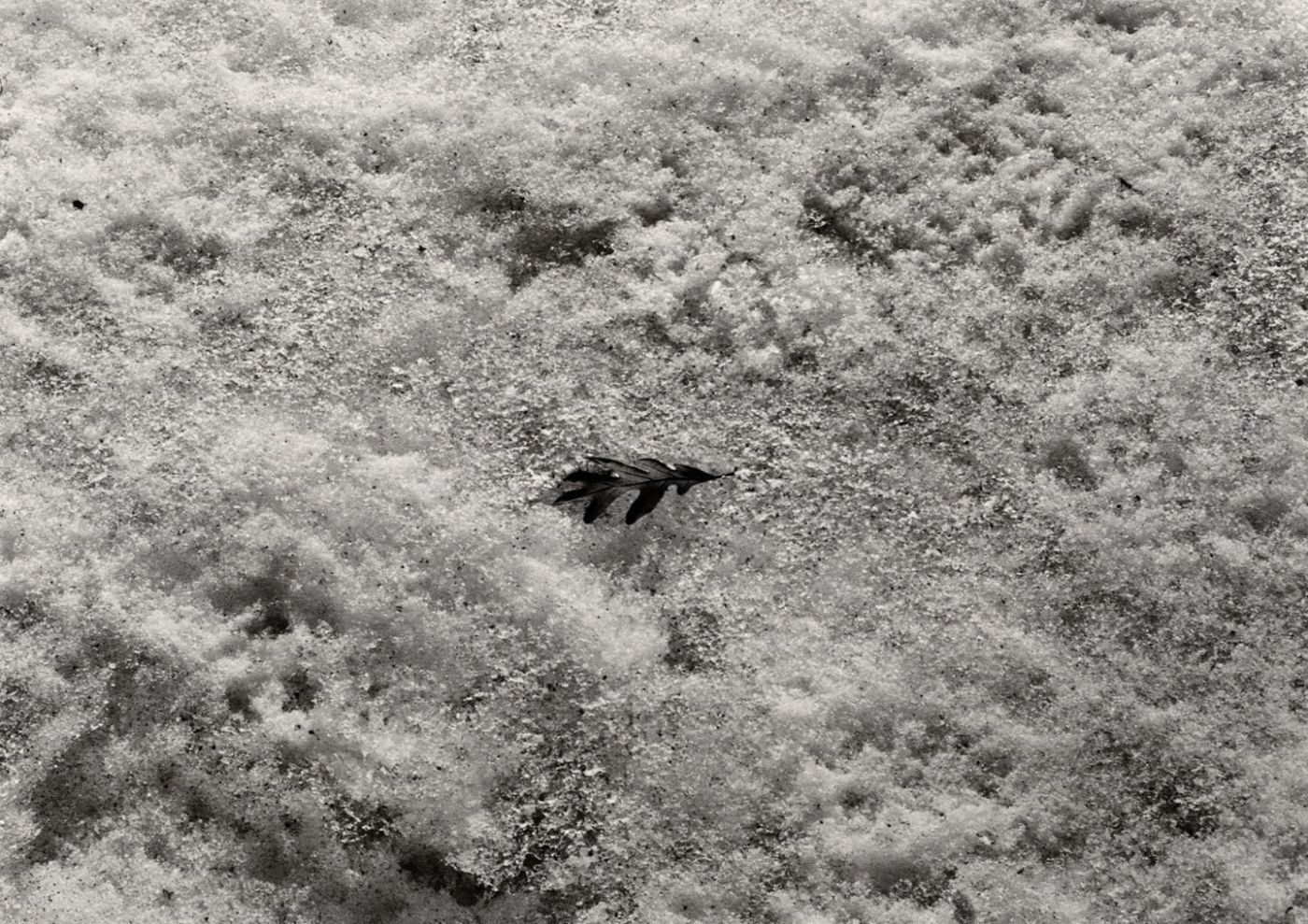 Harry Callahan: Photographs (El Mochuelo Gallery)