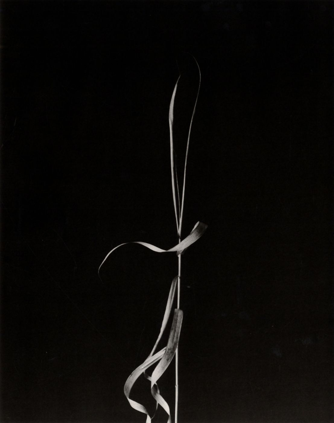 Harry Callahan: Photographs (El Mochuelo Gallery)