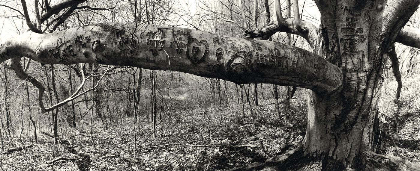 Lee Friedlander: Photographs: Frederick Law Olmsted, Landscapes [SIGNED]