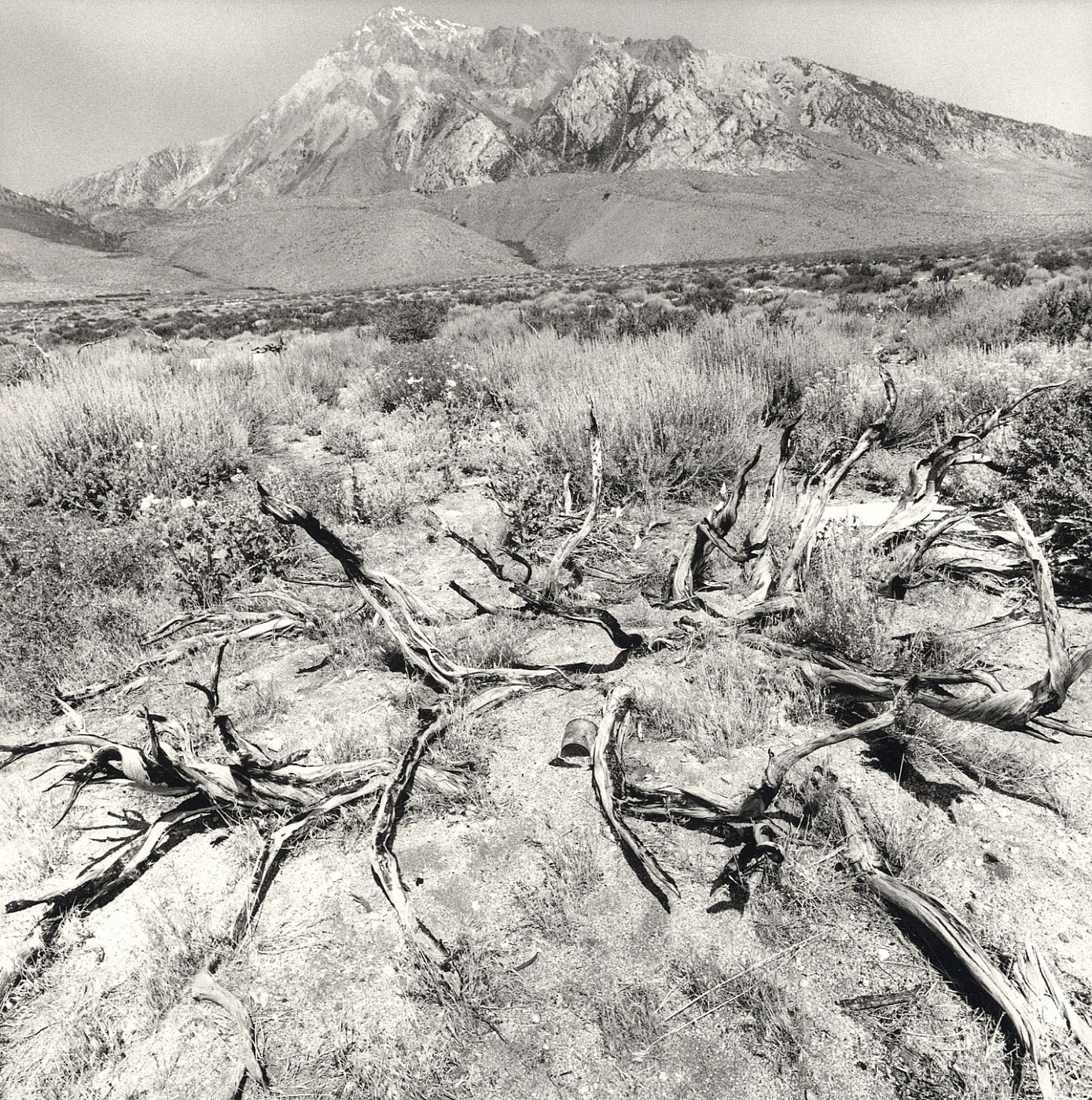 Lee Friedlander: Recent Western Landscape 2008-09 (Mary Boone Gallery), Limited Edition [SIGNED]