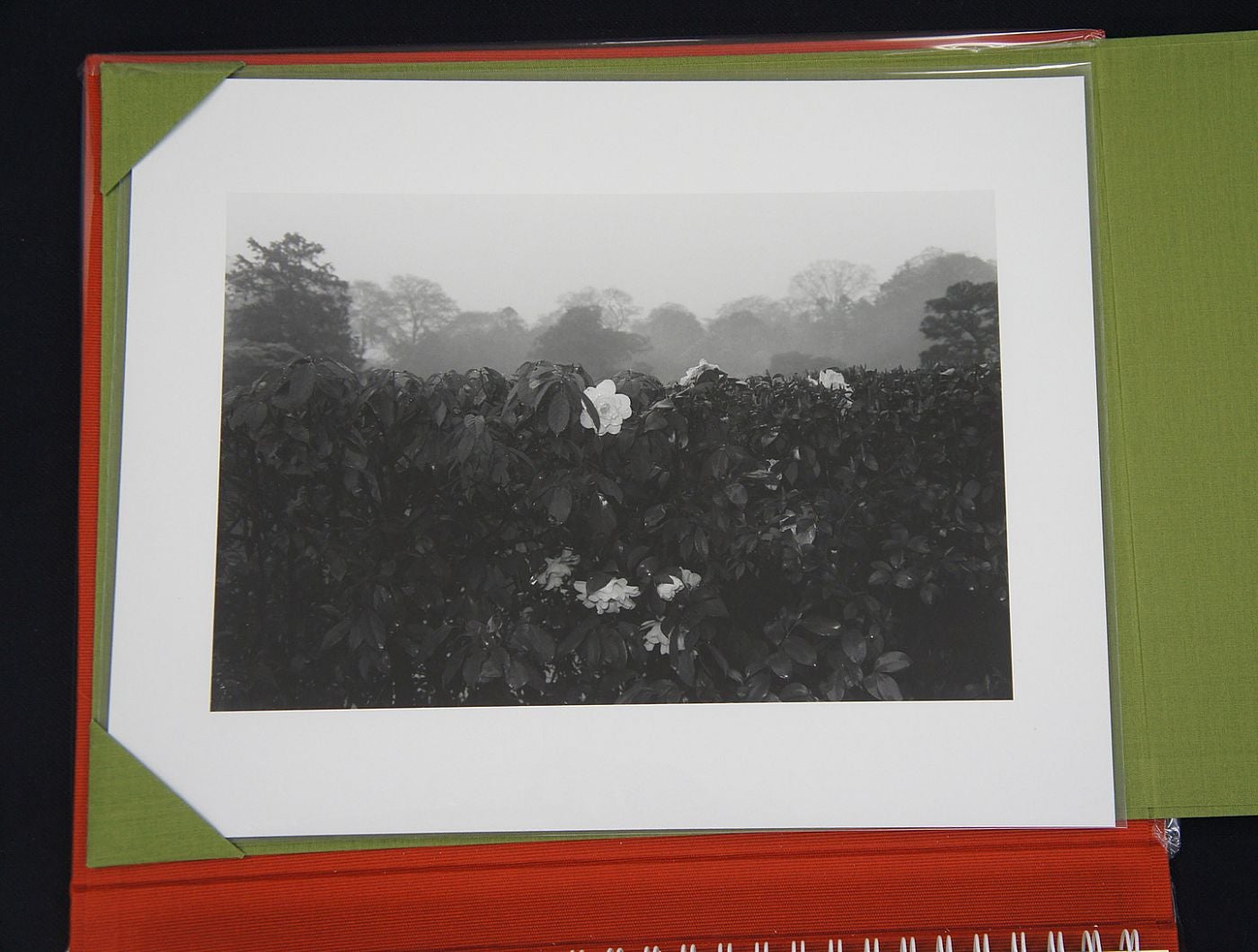 Lee Friedlander: Flowers and Trees (Special Limited Edition with One Vintage Gelatin Silver Print)
