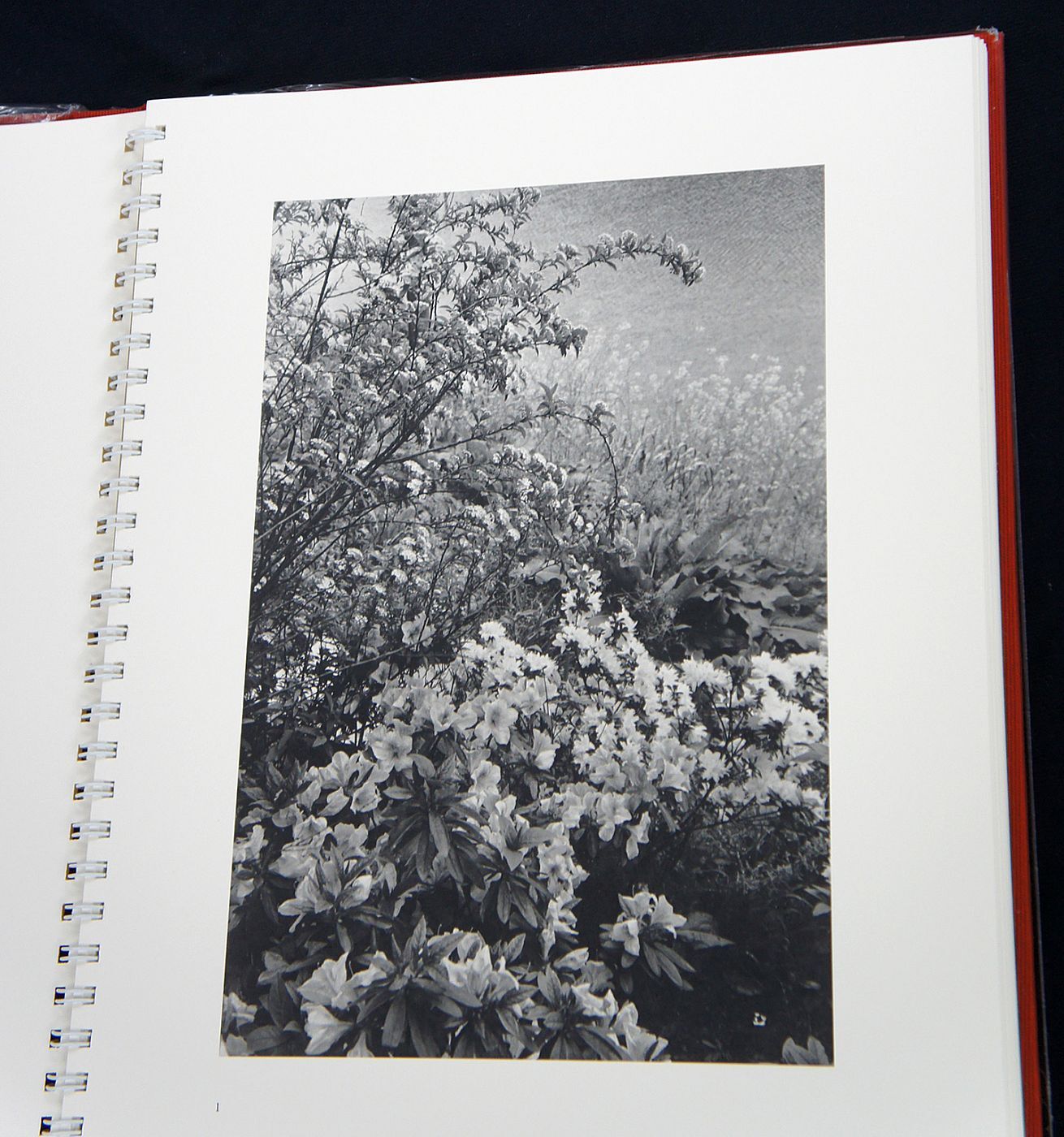 Lee Friedlander: Flowers and Trees (Special Limited Edition with One Vintage Gelatin Silver Print)