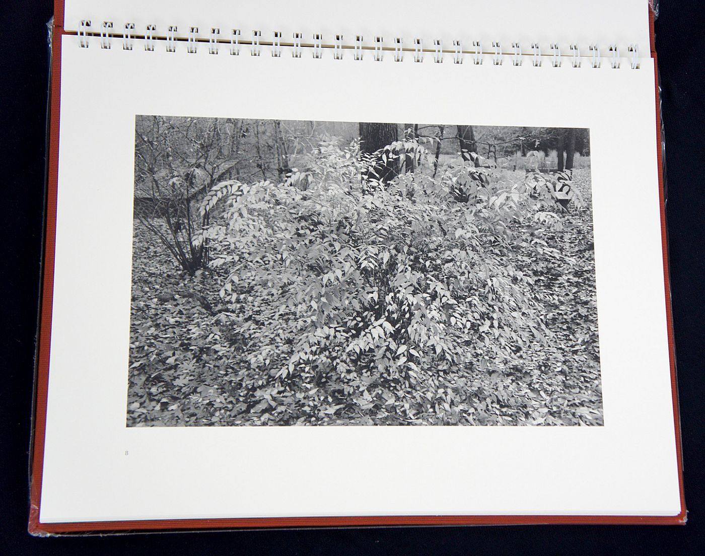 Lee Friedlander: Flowers and Trees (Special Limited Edition with One Vintage Gelatin Silver Print)