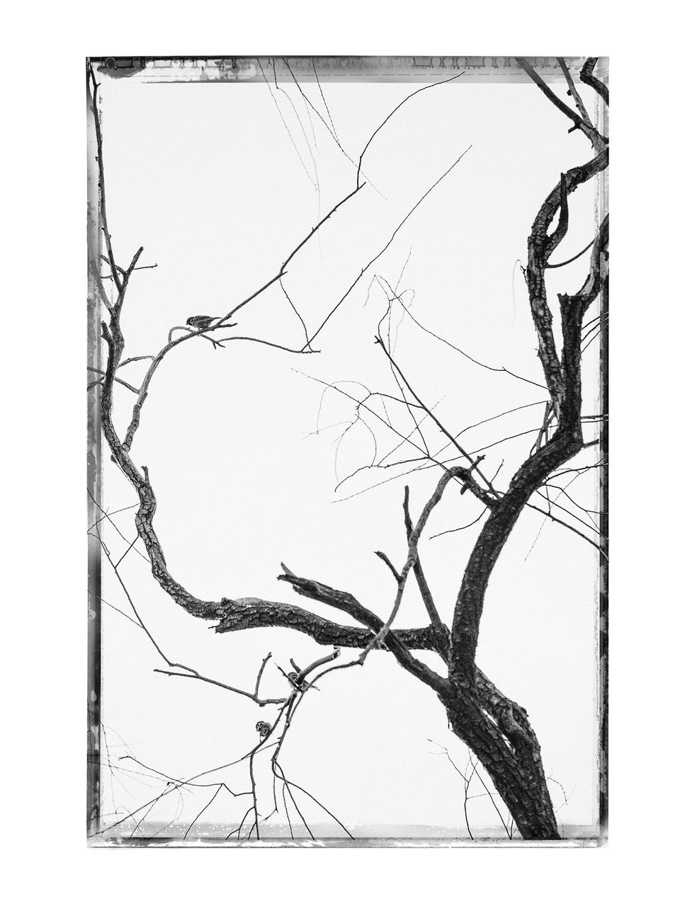 Kim Jungman: Can You Hear the Wind Blow, Special Limited Edition (with Unique Gelatin Silver Print, Edition of 1) [SIGNED]