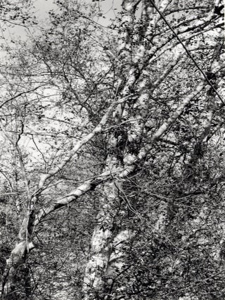Item #114278 Robert Adams: Alders (One Picture Book #12), Limited Edition (with Print). Robert...